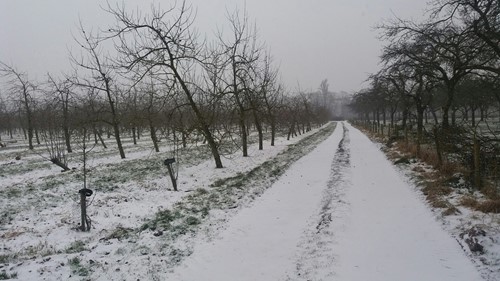 Snowy Orchard