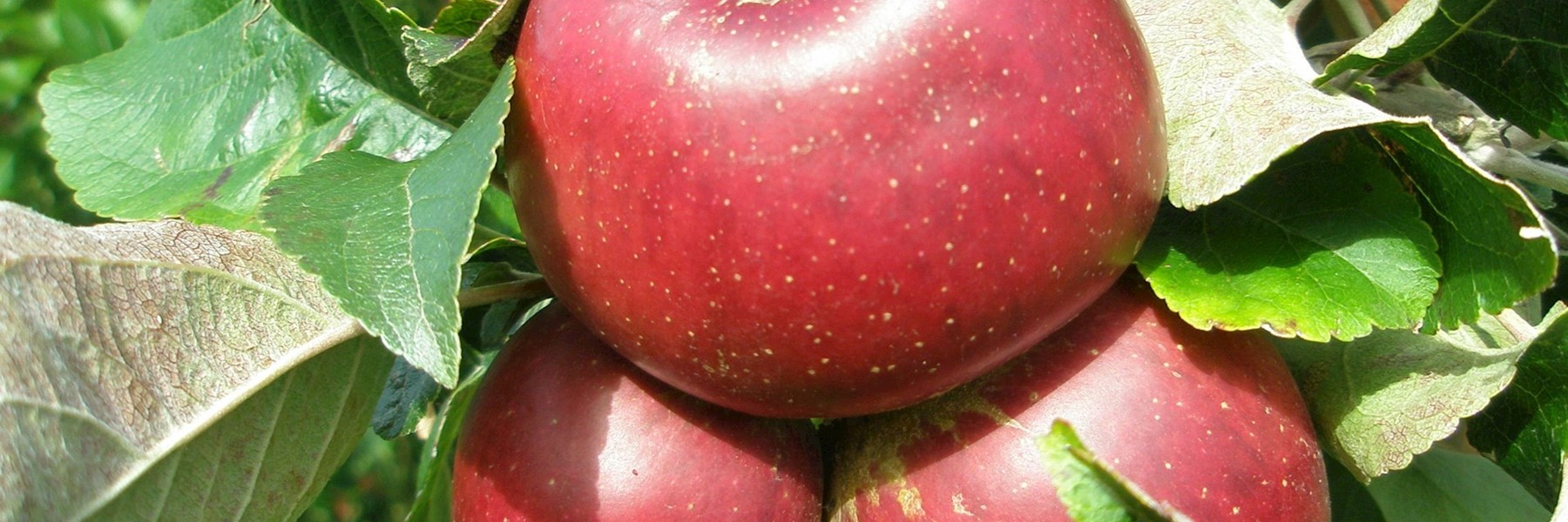 apples-kingston-black