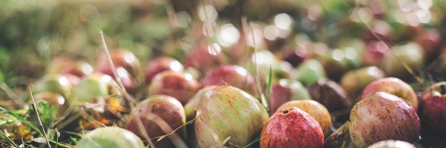 orchard-apples-medium-colour-fix