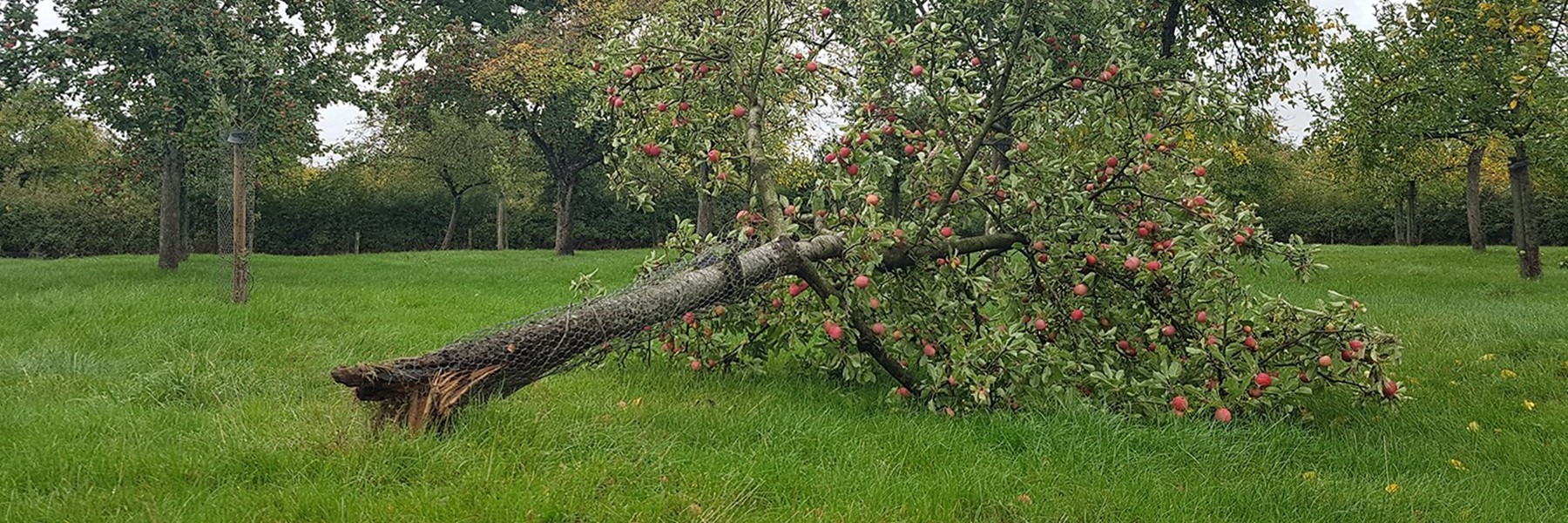 downed-tree-2