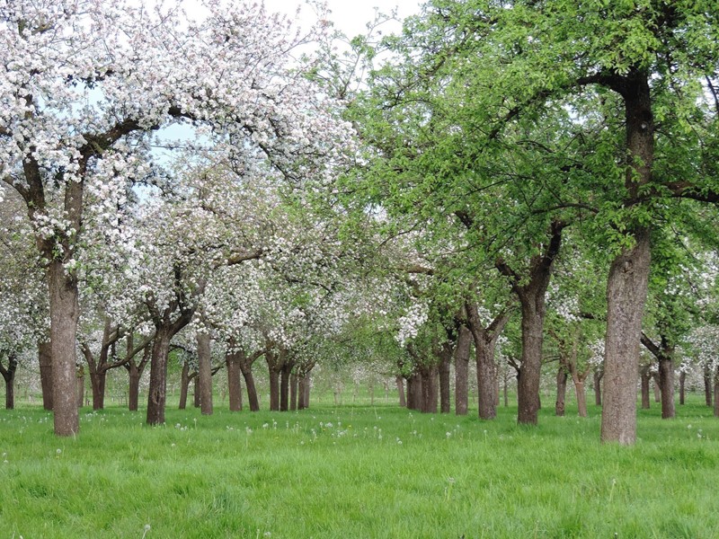 cover-orchard-in-blossom