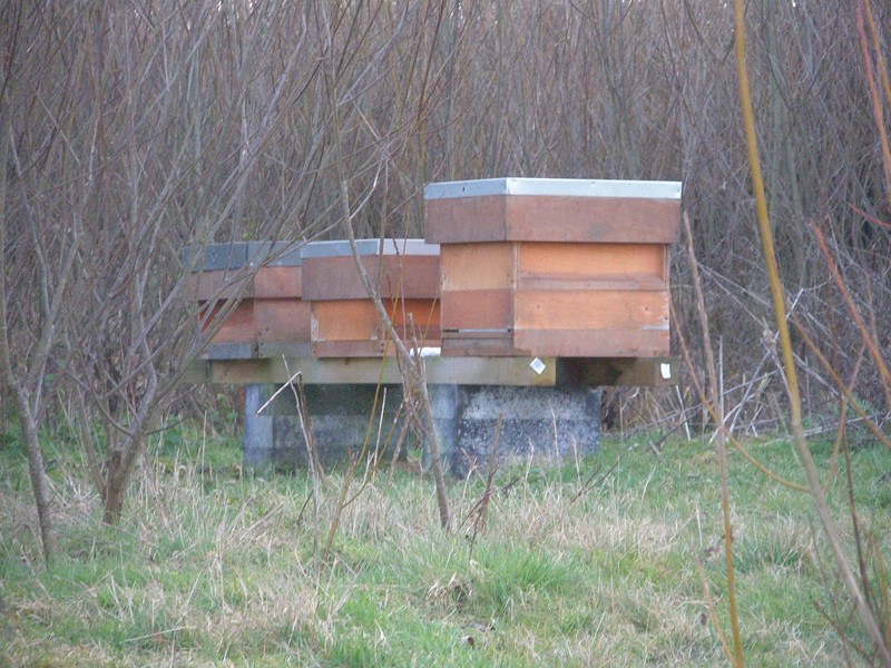beehives-feb-2012