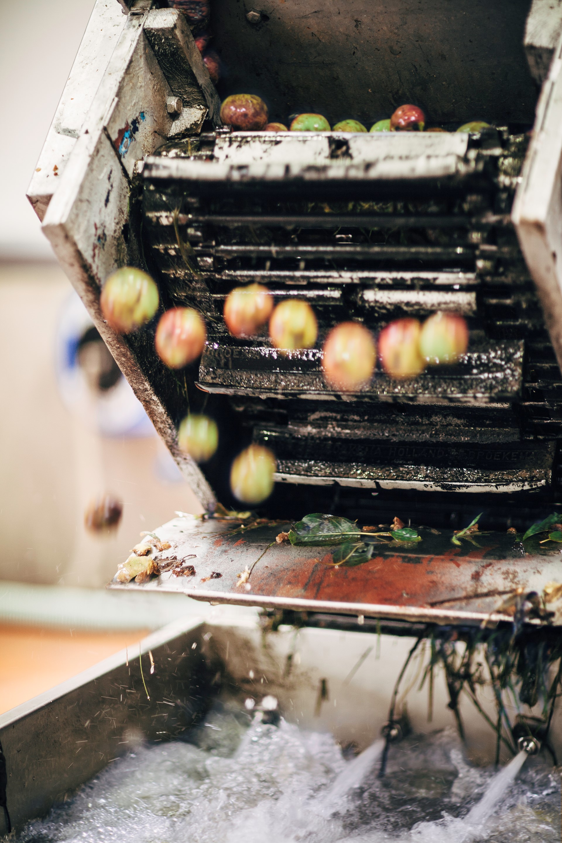 _apples-falling-into-wash-bath-mg_4372