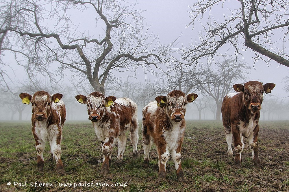 img_2988_paul_steven