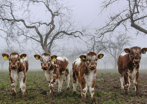 cows-web