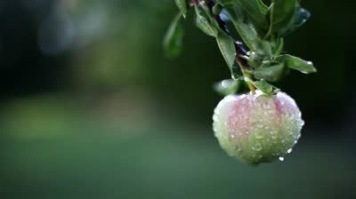 rain-apple-example-for-l