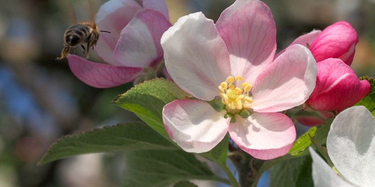 bee-approaching-blossom-2