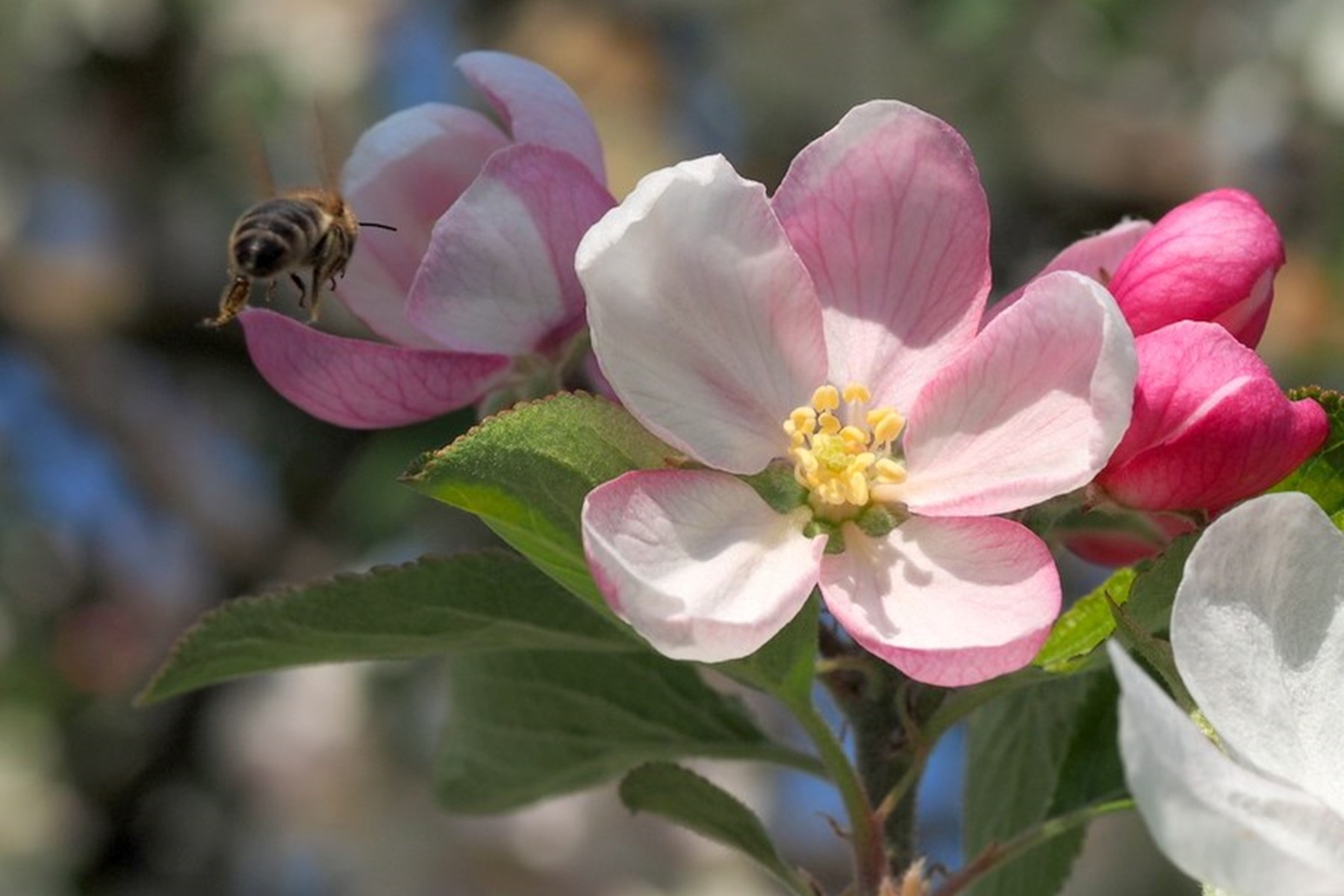 bee-approaching-blossom-2
