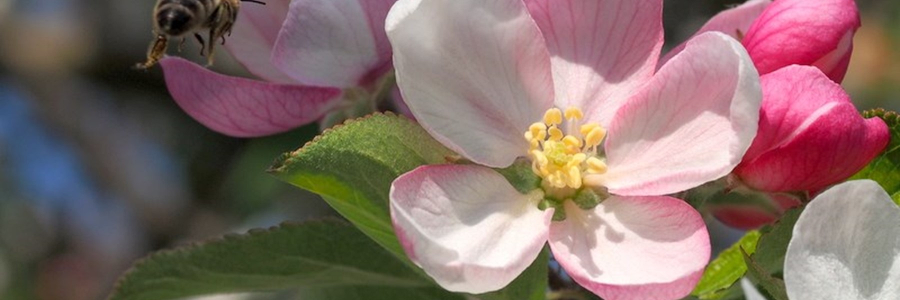 bee-approaching-blossom-2