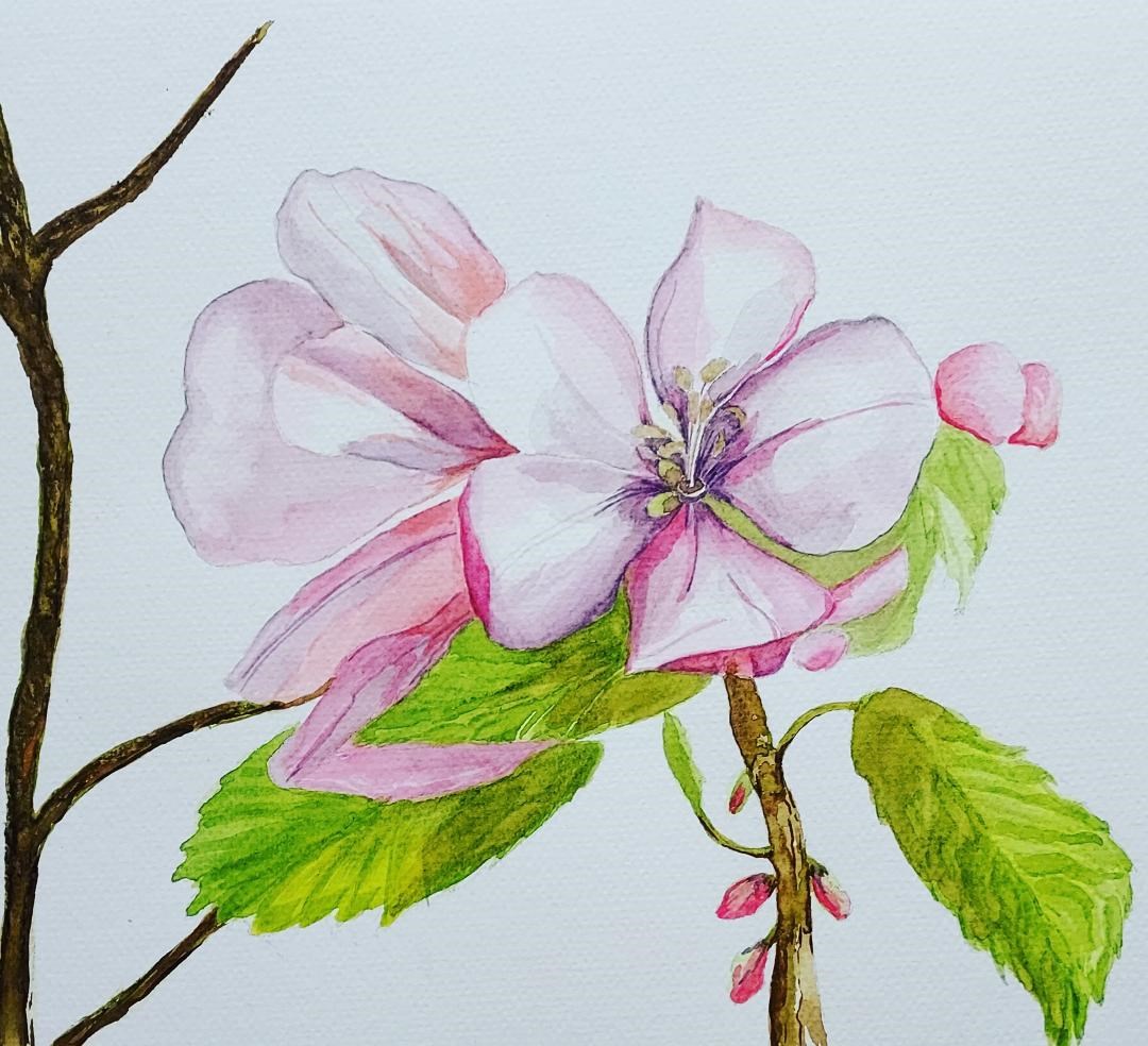 apple-blossom