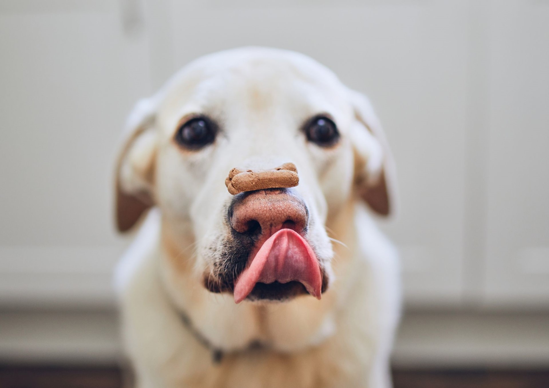 recipe-dog