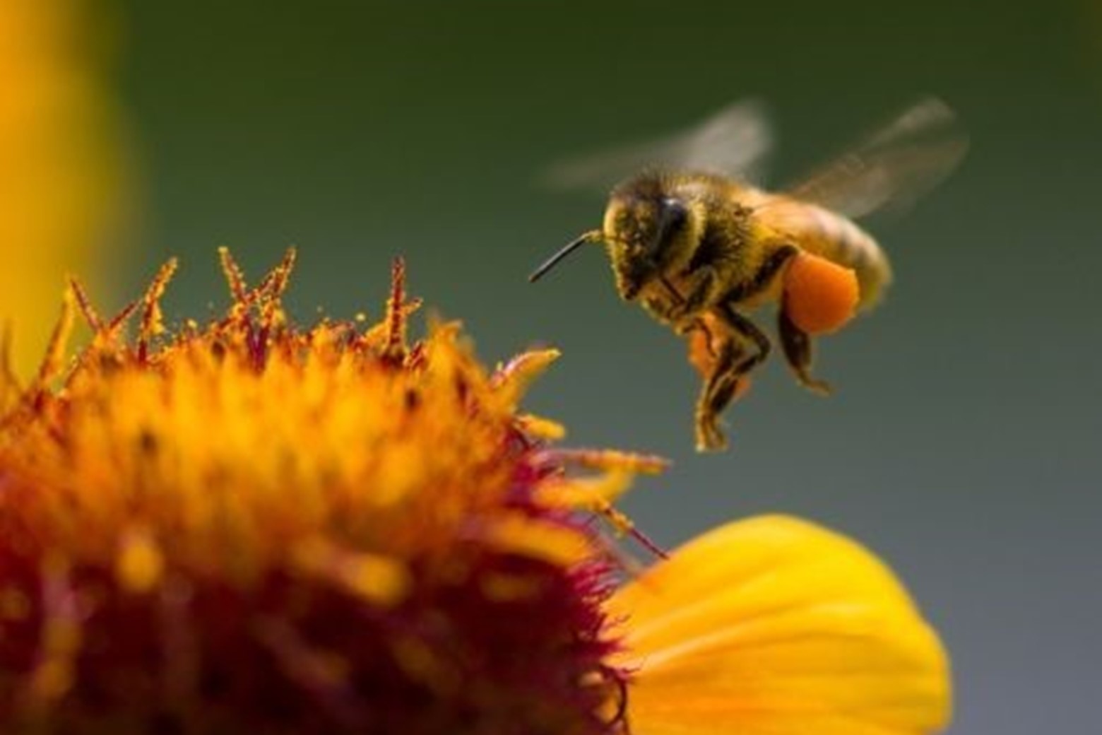 bees