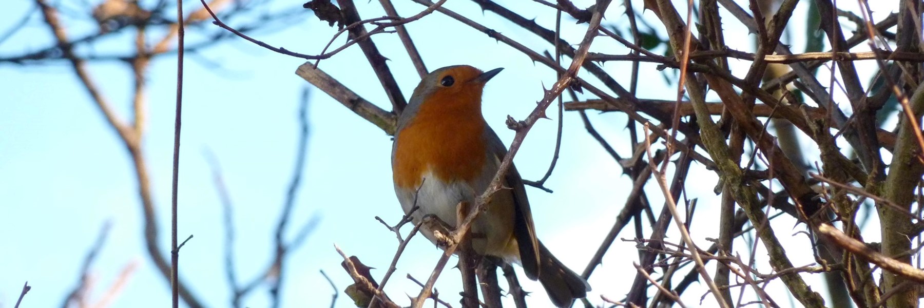 robin-tree