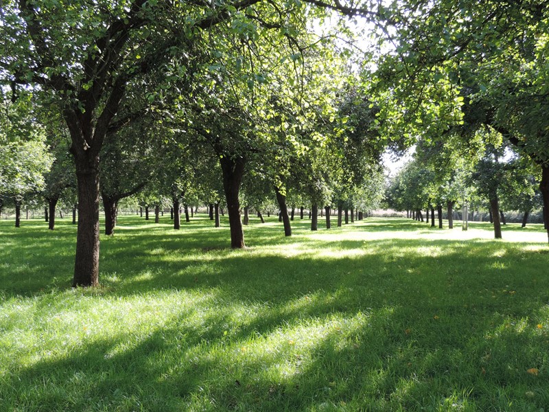 cover-orchard