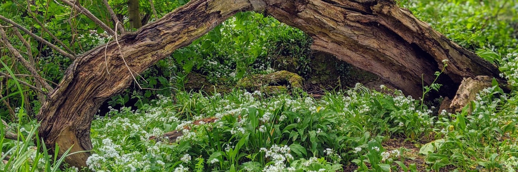 wild-garlic-meadoe