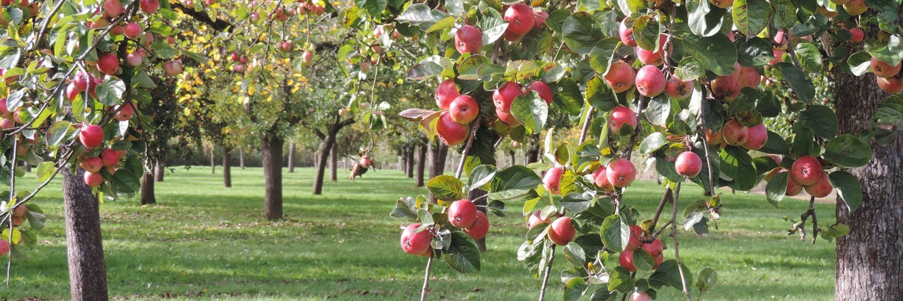 orchards-apples