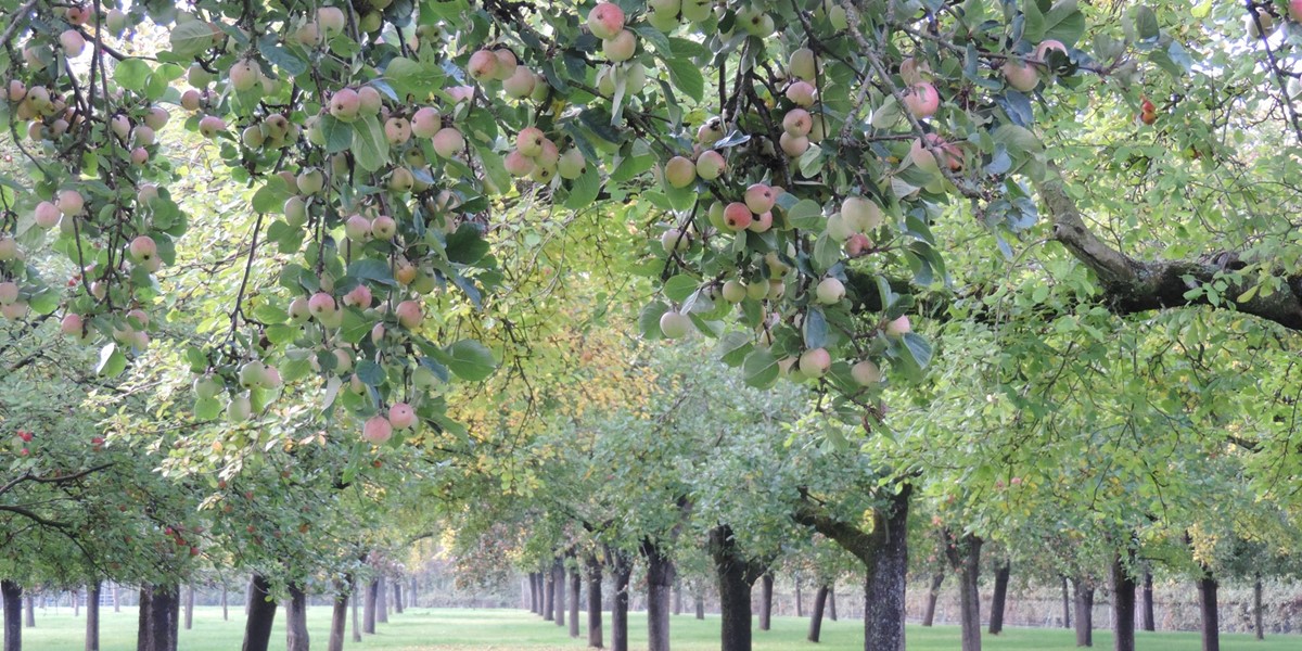 cover-orchard-with-apples