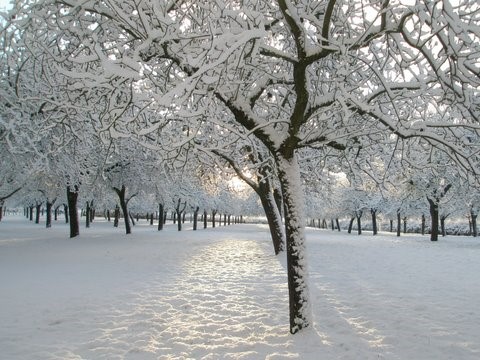 snow-winter-10-014-reduced