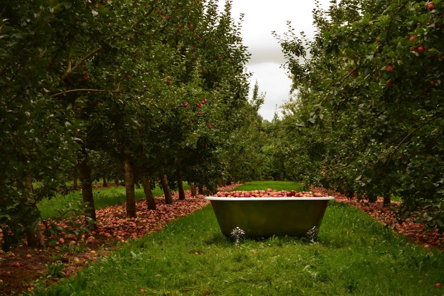 bath-full-of-apples-2