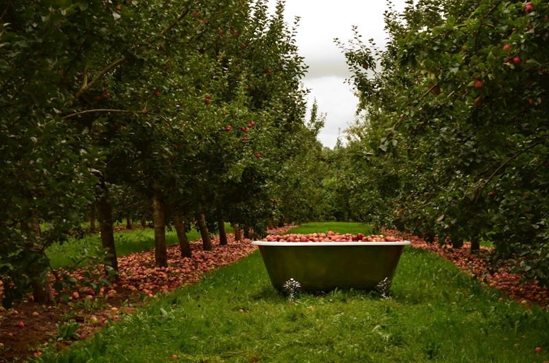 bath-full-of-apples-2