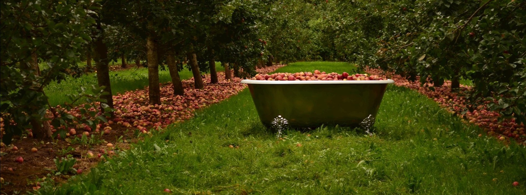 bath-full-of-apples-2
